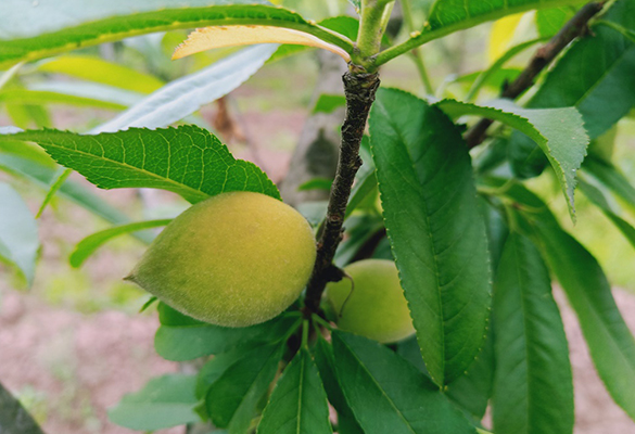 重慶陽(yáng)光玫瑰葡萄 _花果園