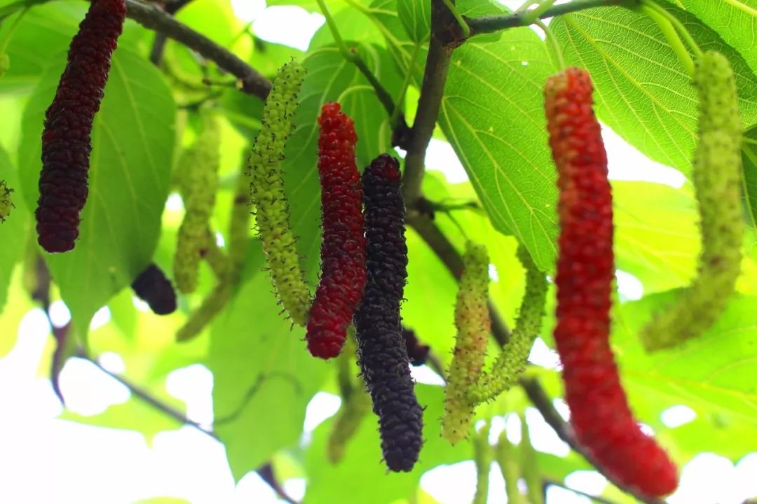 重慶葡萄園_如何才能收獲優(yōu)質(zhì)桑葚